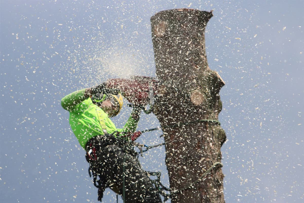 Tree removal work coordinated by Green Diamond Landscaping